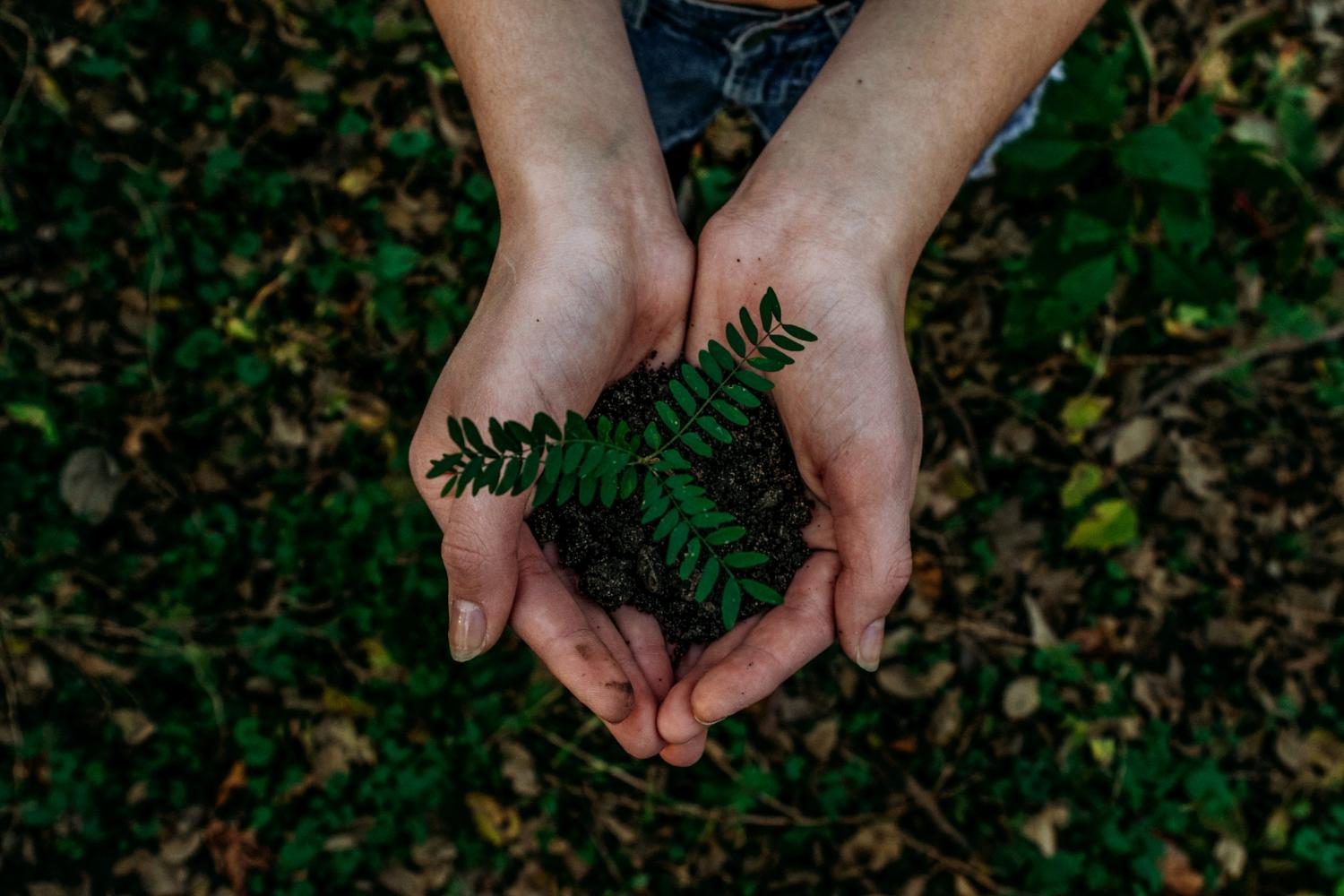 tree-planting